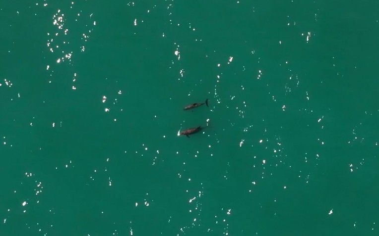 Bảo tồn Vaquita: Cuộc chiến cứu lòai thú biển qúy hiếm nhất thế giới - Ảnh 1.