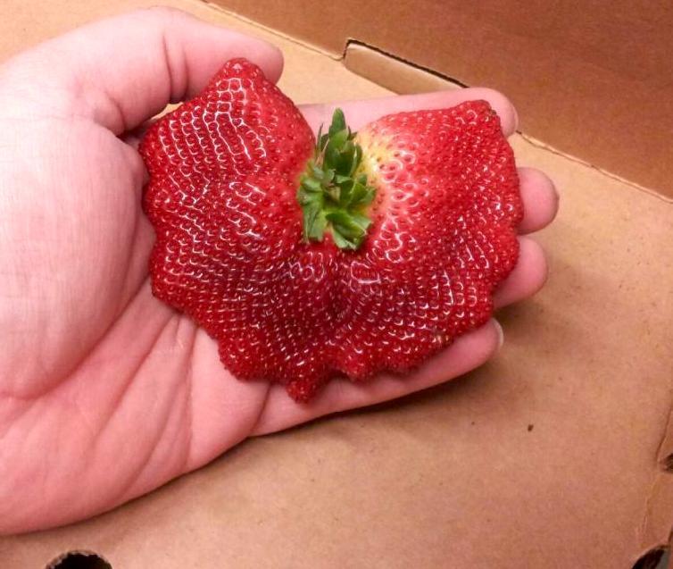 3 Lọai trái cây hóa chất gây ung thư mà bạn nên tránh xa ngay hôm nay - Ảnh 2.