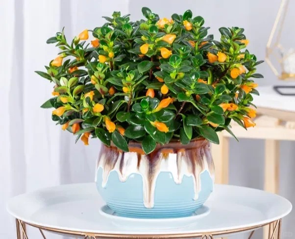 Trồng cây cá vàng xả xui , đón tài lộc dịp cuối năm - Ảnh 25.