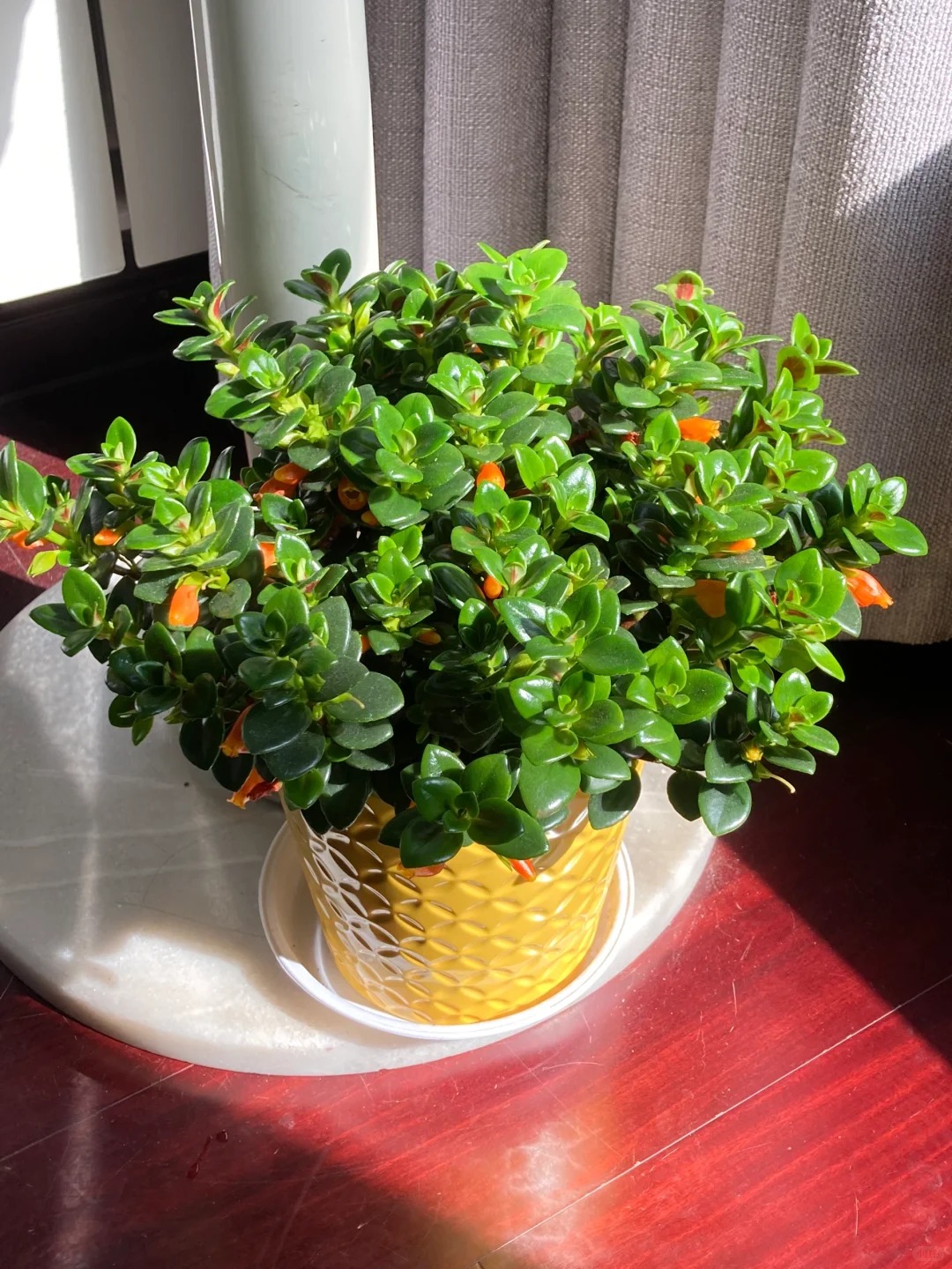 Trồng cây cá vàng xả xui , đón tài lộc dịp cuối năm - Ảnh 26.