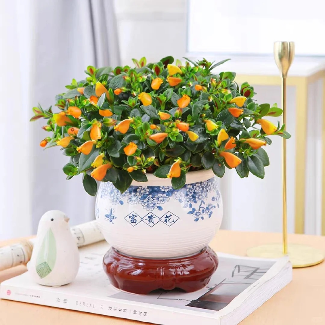 Trồng cây cá vàng xả xui , đón tài lộc dịp cuối năm - Ảnh 27.