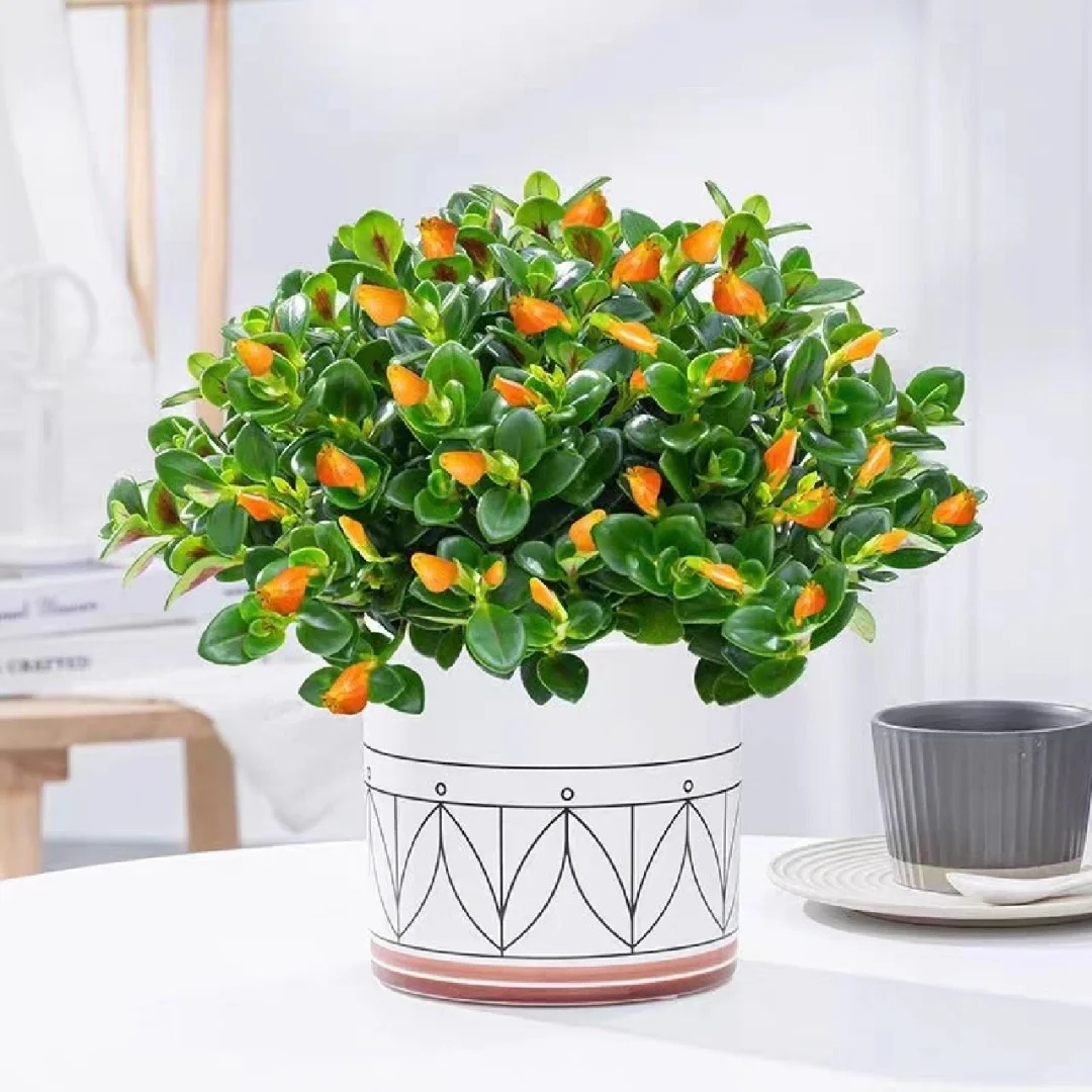 Trồng cây cá vàng xả xui , đón tài lộc dịp cuối năm - Ảnh 19.