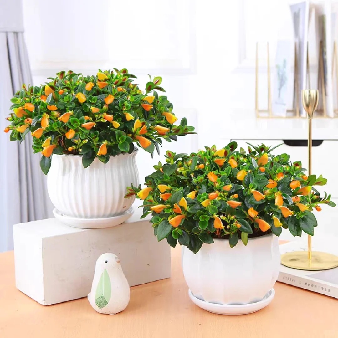 Trồng cây cá vàng xả xui , đón tài lộc dịp cuối năm - Ảnh 20.