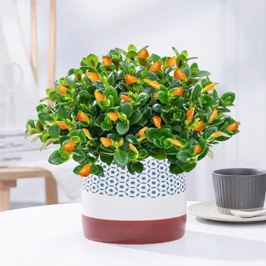 Trồng cây cá vàng xả xui , đón tài lộc dịp cuối năm - Ảnh 21.