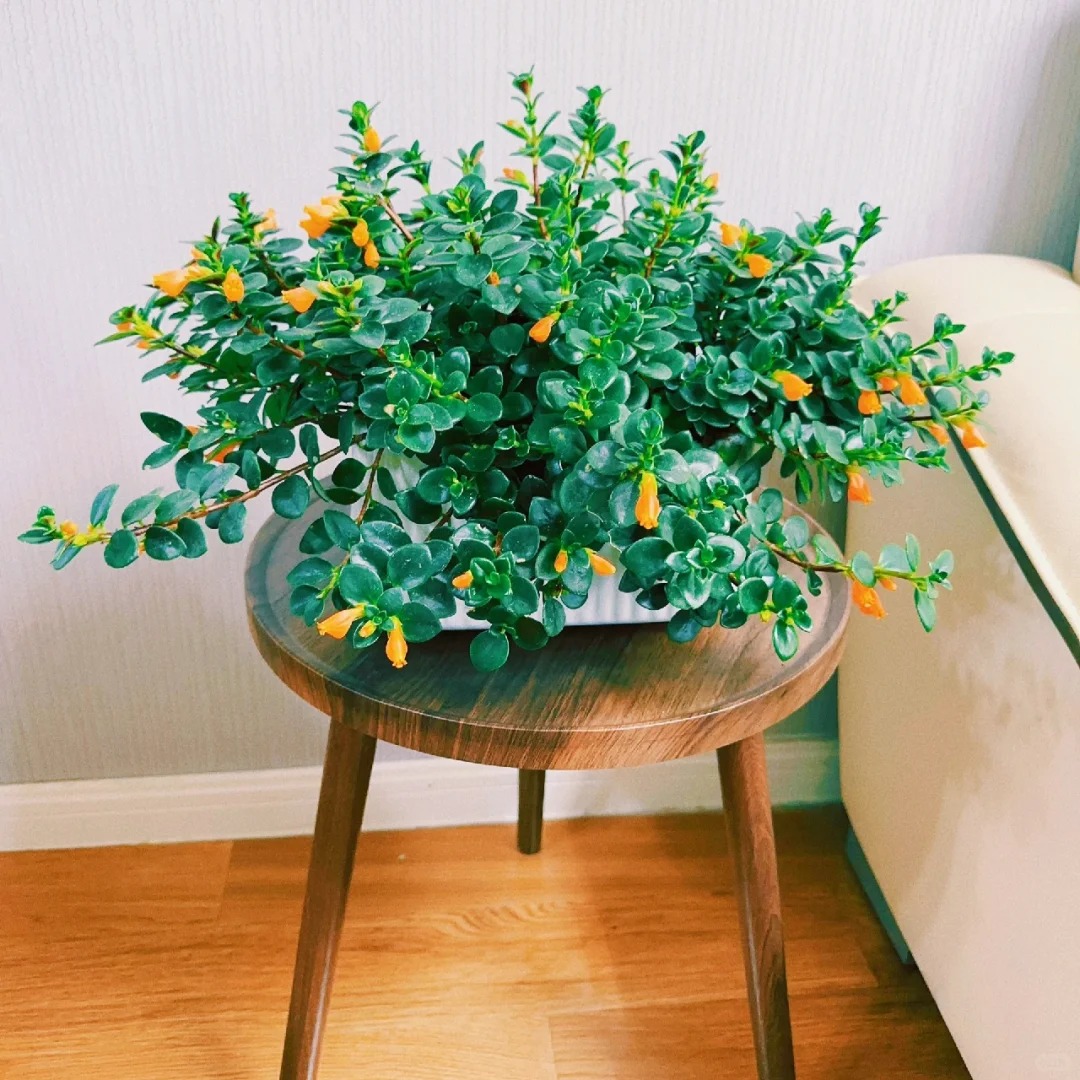 Trồng cây cá vàng xả xui , đón tài lộc dịp cuối năm - Ảnh 13.