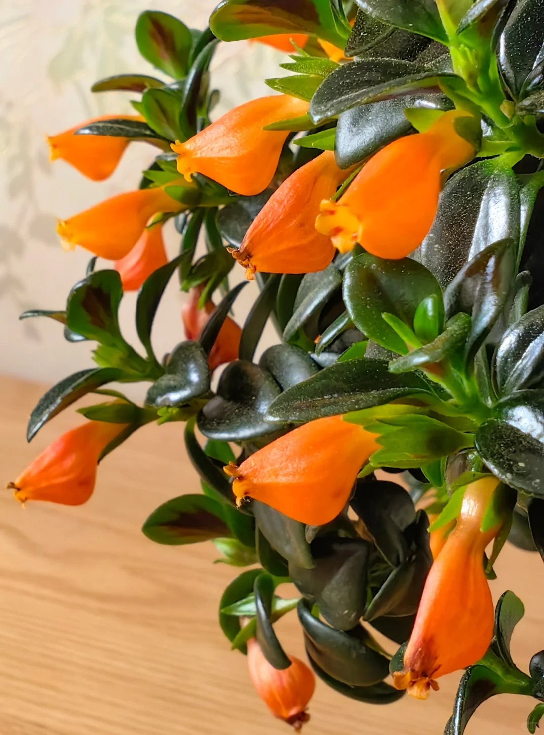 Trồng cây cá vàng xả xui , đón tài lộc dịp cuối năm - Ảnh 9.