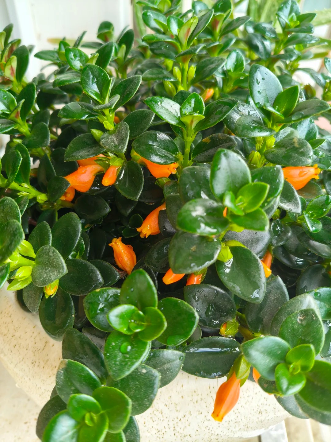 Trồng cây cá vàng xả xui , đón tài lộc dịp cuối năm - Ảnh 14.