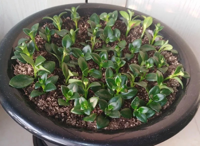 Trồng cây cá vàng xả xui , đón tài lộc dịp cuối năm - Ảnh 15.