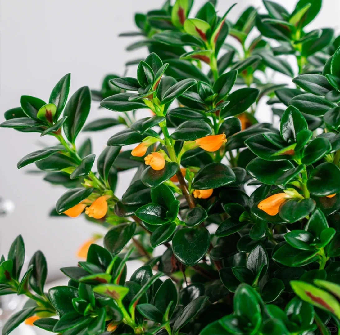 Trồng cây cá vàng xả xui , đón tài lộc dịp cuối năm - Ảnh 16.