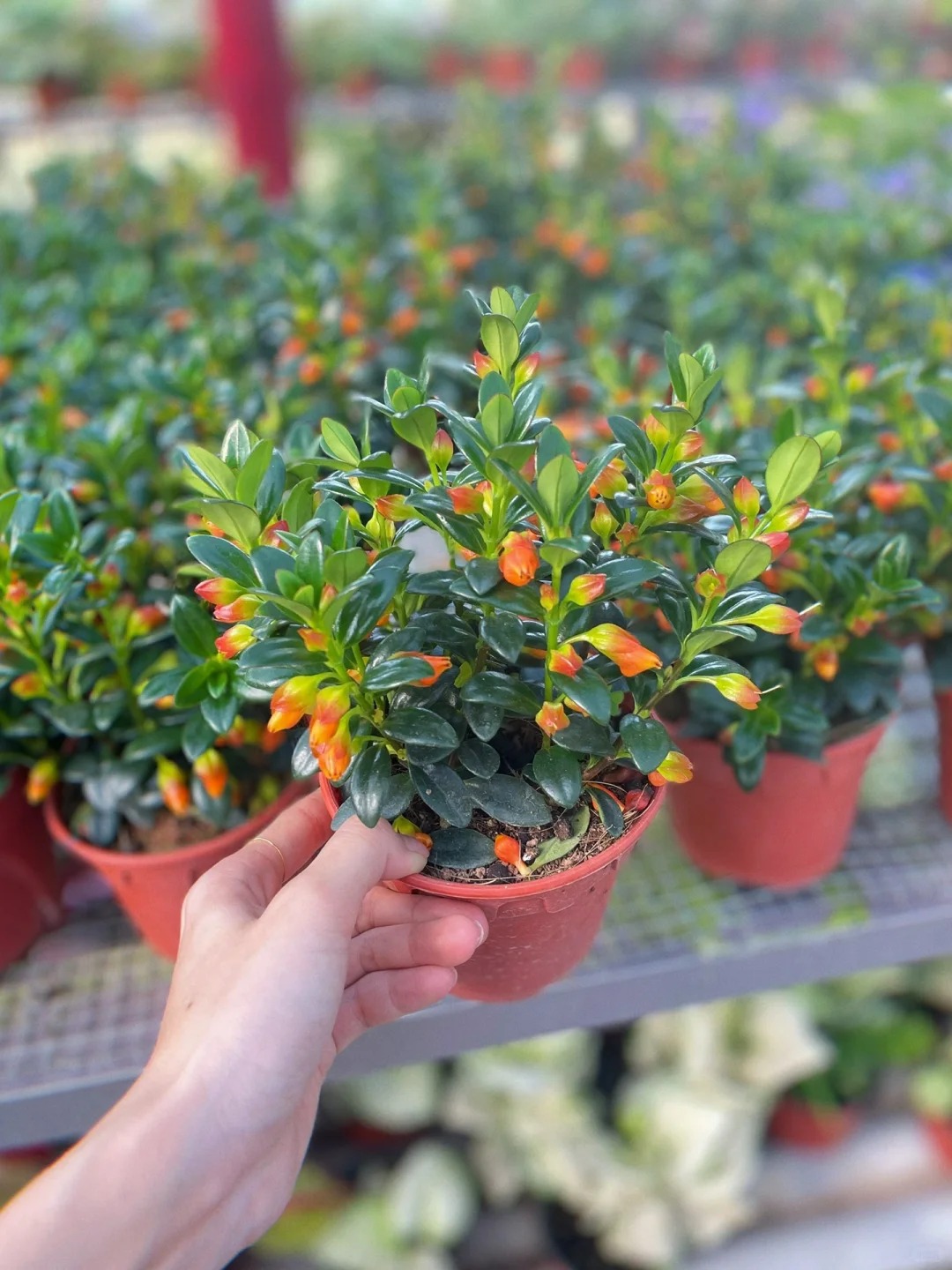 Trồng cây cá vàng xả xui , đón tài lộc dịp cuối năm - Ảnh 17.