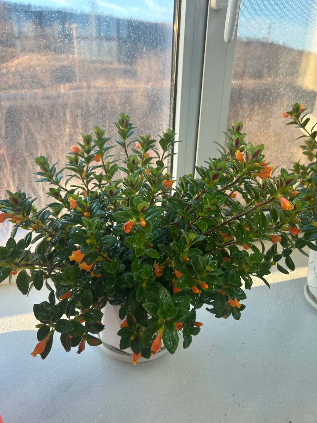 Trồng cây cá vàng xả xui , đón tài lộc dịp cuối năm - Ảnh 18.