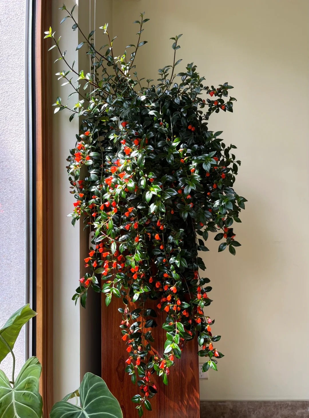 Trồng cây cá vàng xả xui , đón tài lộc dịp cuối năm - Ảnh 4.