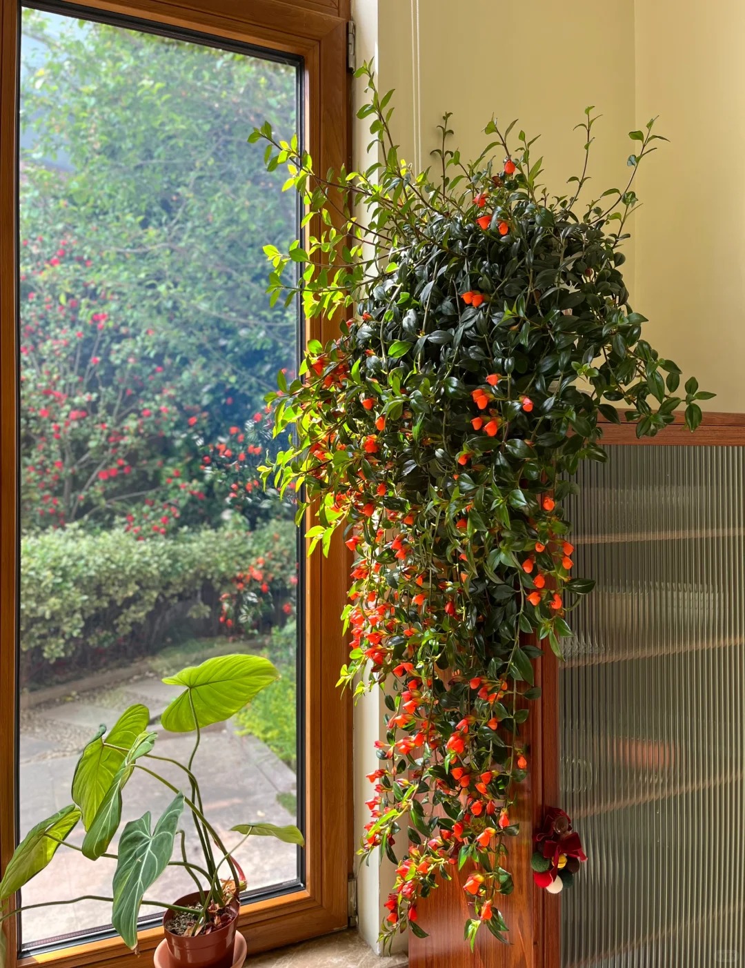 Trồng cây cá vàng xả xui , đón tài lộc dịp cuối năm - Ảnh 5.