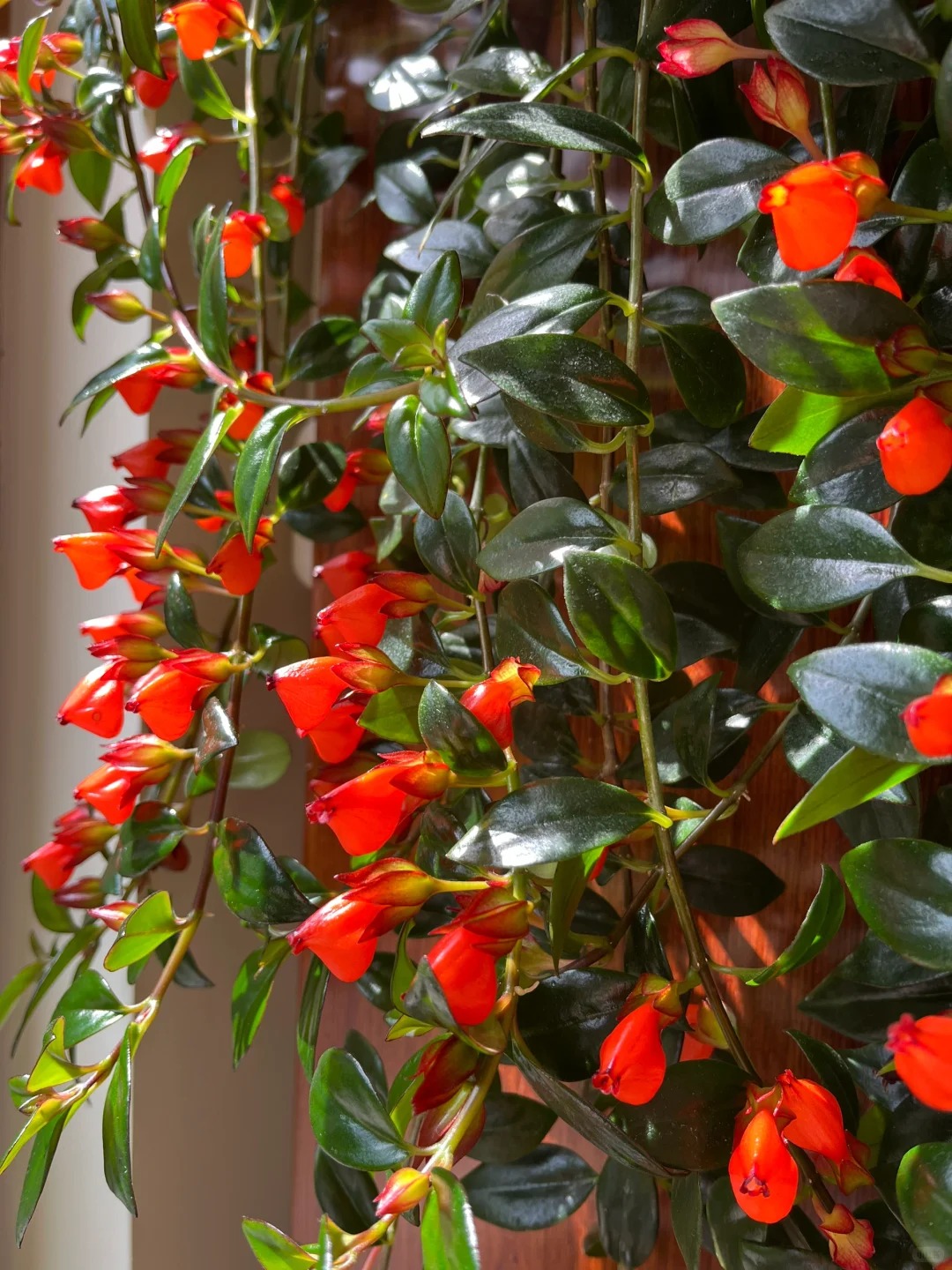 Trồng cây cá vàng xả xui , đón tài lộc dịp cuối năm - Ảnh 6.