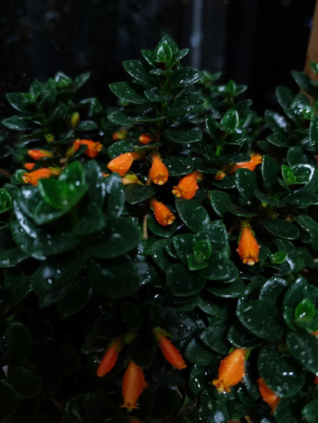 Trồng cây cá vàng xả xui , đón tài lộc dịp cuối năm - Ảnh 7.