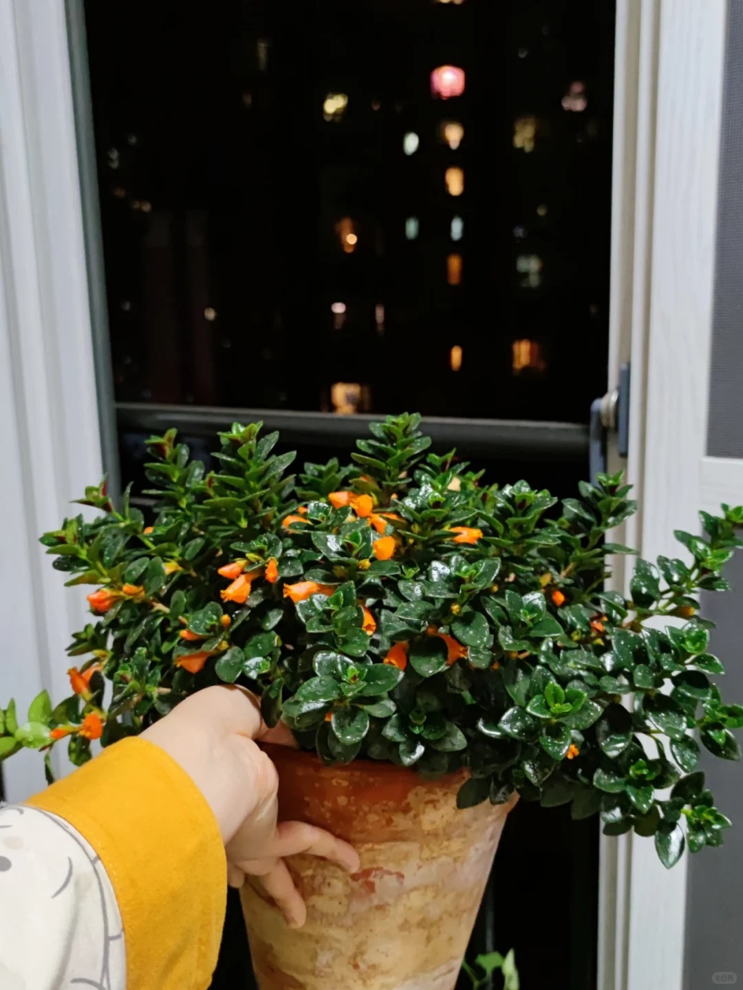 Trồng cây cá vàng xả xui , đón tài lộc dịp cuối năm - Ảnh 8.