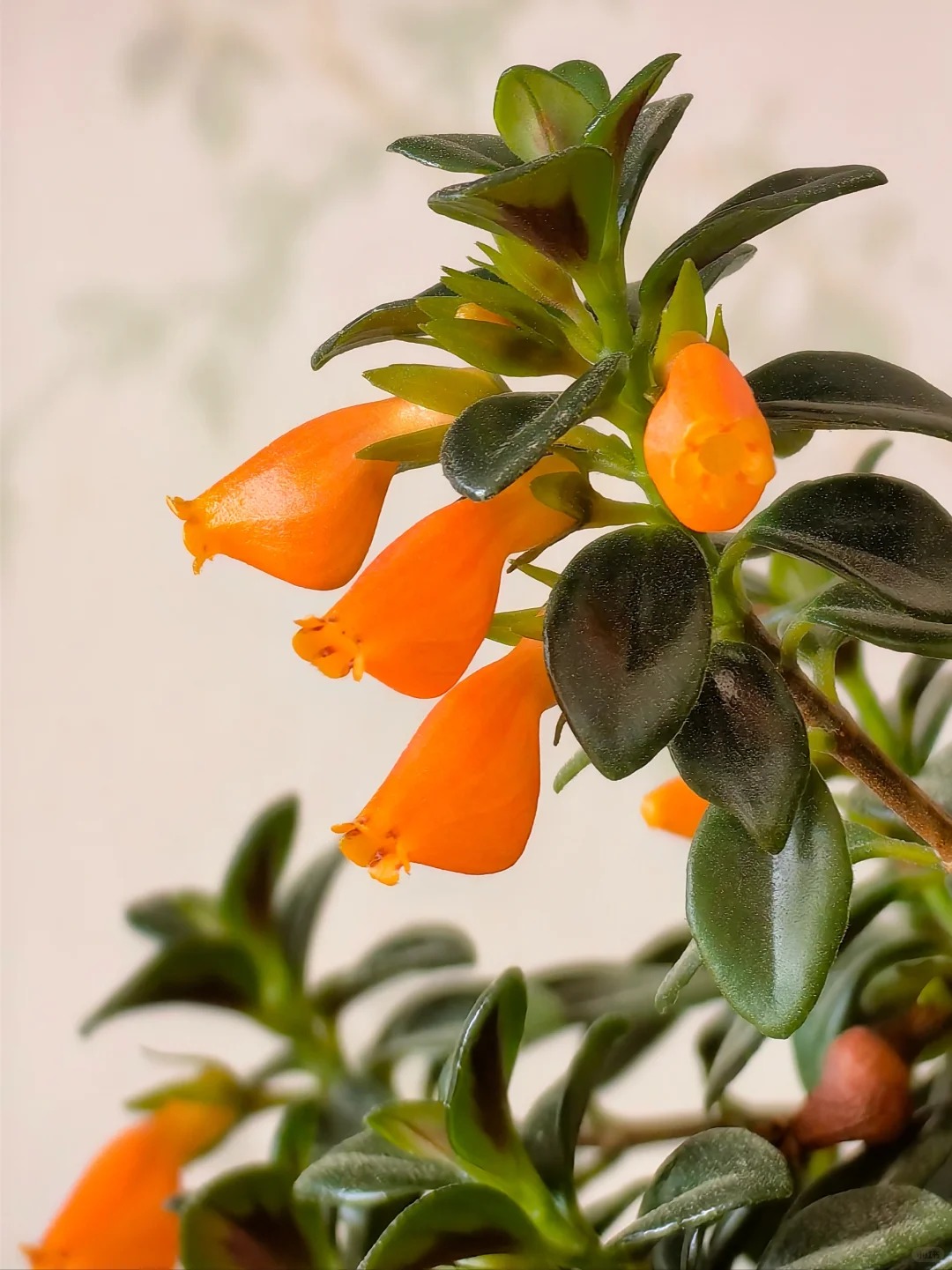 Trồng cây cá vàng xả xui , đón tài lộc dịp cuối năm - Ảnh 10.