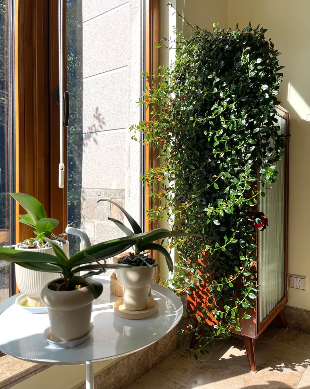 Trồng cây cá vàng xả xui , đón tài lộc dịp cuối năm - Ảnh 3.