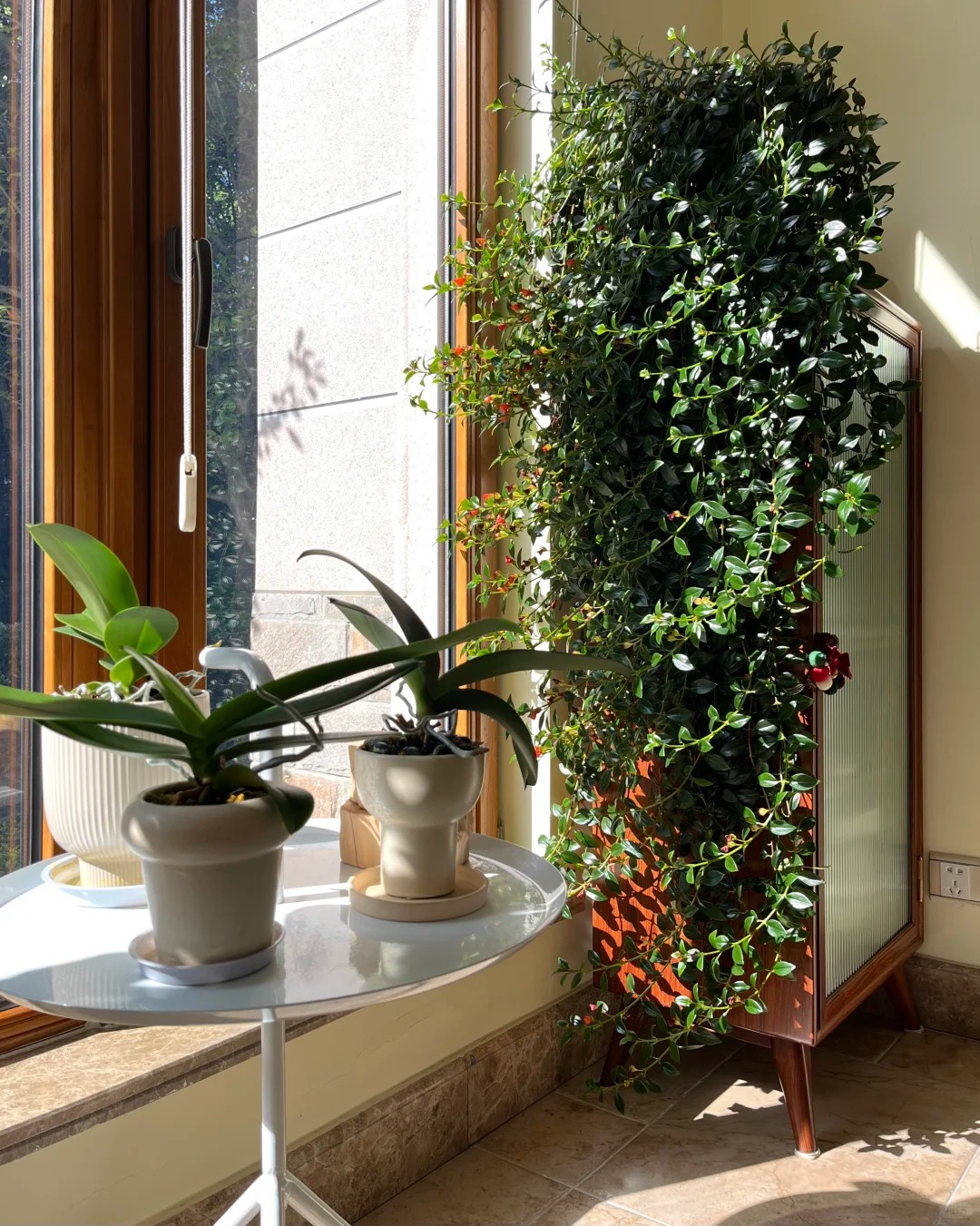 Trồng cây cá vàng xả xui , đón tài lộc dịp cuối năm - Ảnh 2.