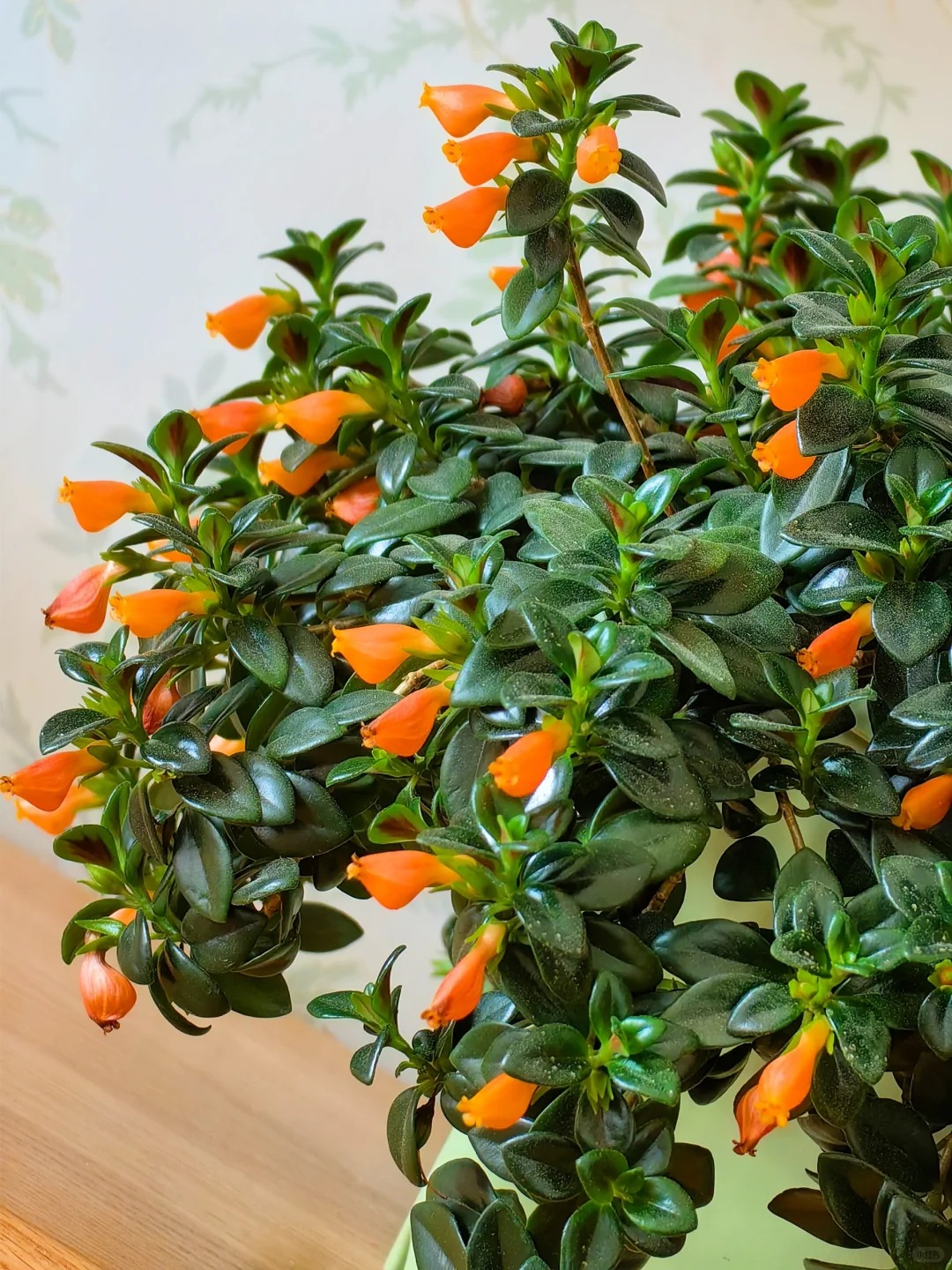 Trồng cây cá vàng xả xui , đón tài lộc dịp cuối năm - Ảnh 11.