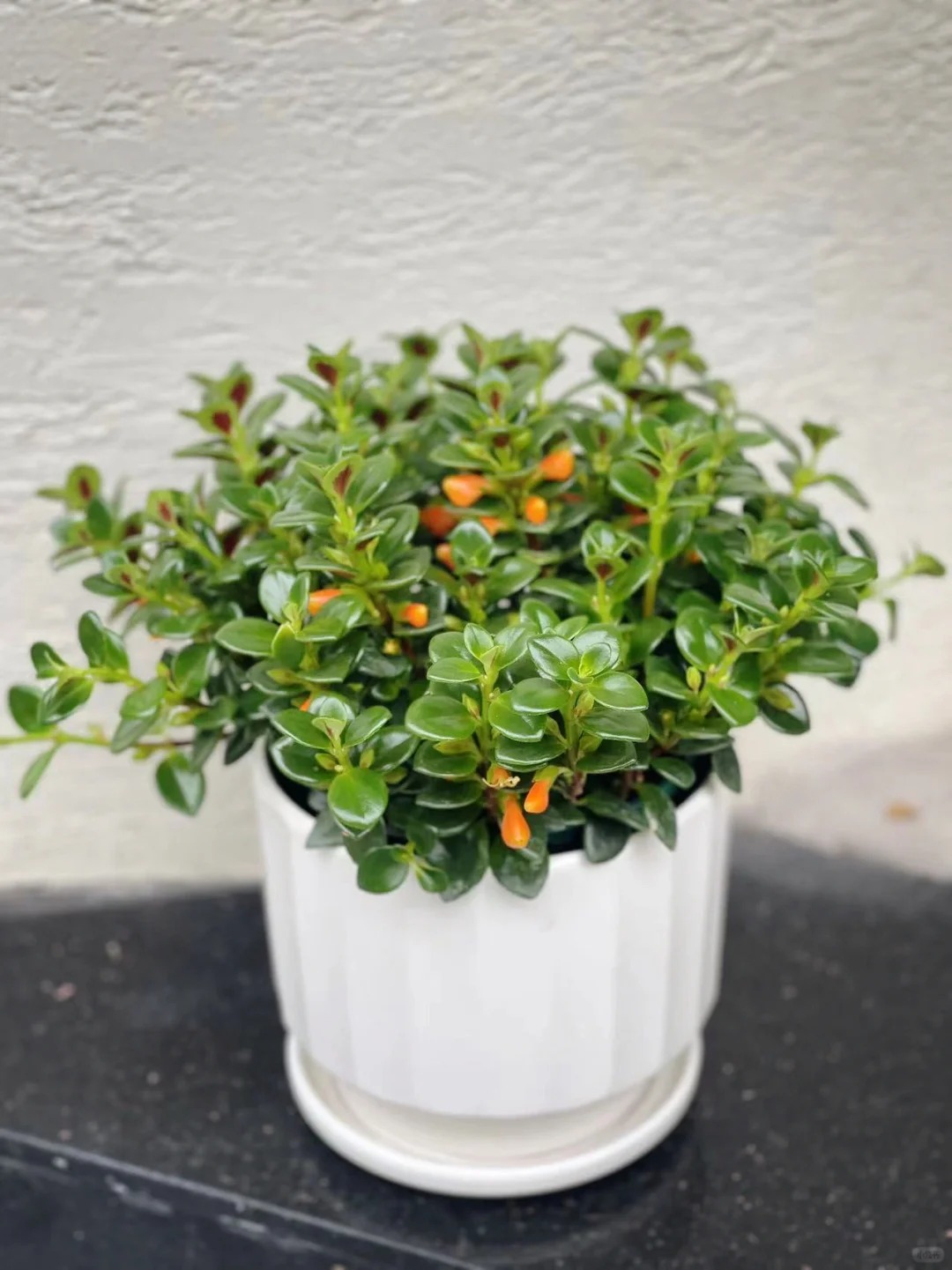 Trồng cây cá vàng xả xui , đón tài lộc dịp cuối năm - Ảnh 22.