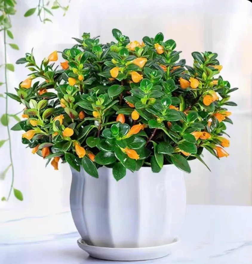 Trồng cây cá vàng xả xui , đón tài lộc dịp cuối năm - Ảnh 23.