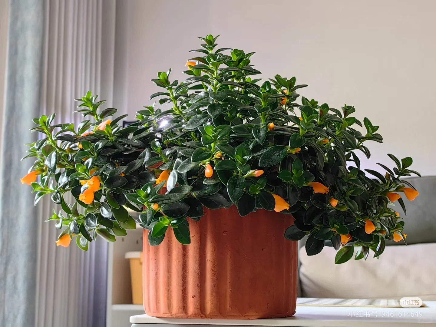 Trồng cây cá vàng xả xui , đón tài lộc dịp cuối năm - Ảnh 24.