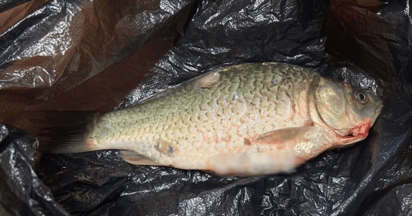 Tại sao người bán cá lại ưa chuộng túi đen đựng cá trong việc buôn bán? - Ảnh 2. Tại sao người bán cá lại ưa chuộng túi đen đựng cá trong việc buôn bán? - Ảnh 2.