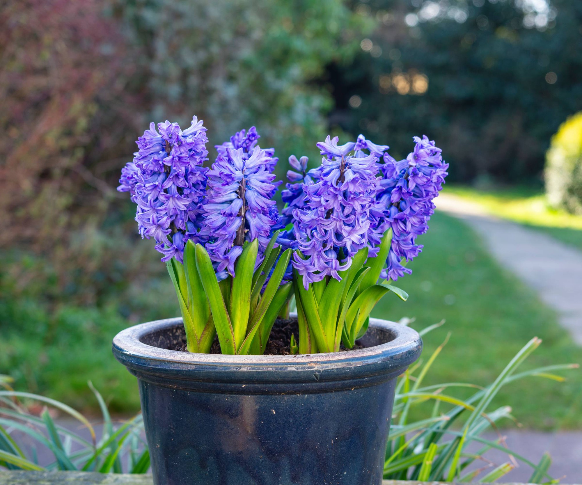 10 Lọai cây thơm trồng trước nhà giúp không gian thêm rực rỡ dịp Tết - Ảnh 5. 10 Lọai cây thơm trồng trước nhà giúp không gian thêm rực rỡ dịp Tết - Ảnh 5.