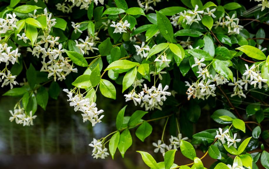 10 Lọai cây thơm trồng trước nhà giúp không gian thêm rực rỡ dịp Tết - Ảnh 8. 10 Lọai cây thơm trồng trước nhà giúp không gian thêm rực rỡ dịp Tết - Ảnh 8.