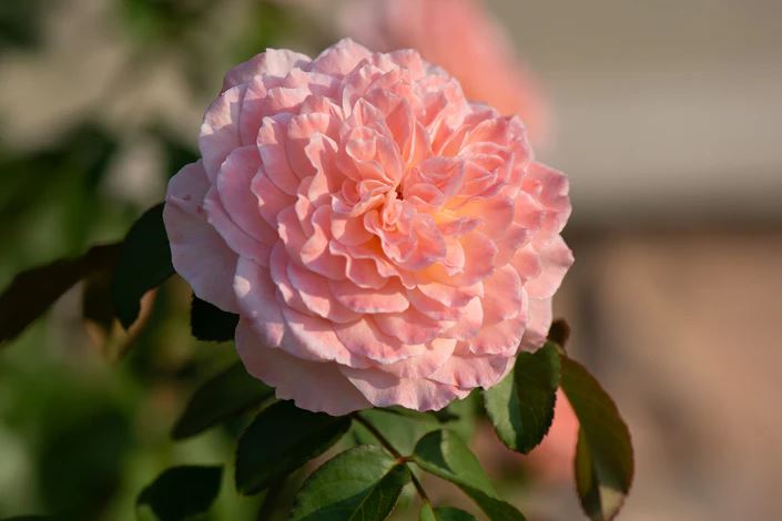 10 Lọai cây thơm trồng trước nhà giúp không gian thêm rực rỡ dịp Tết - Ảnh 1. 10 Lọai cây thơm trồng trước nhà giúp không gian thêm rực rỡ dịp Tết - Ảnh 1.