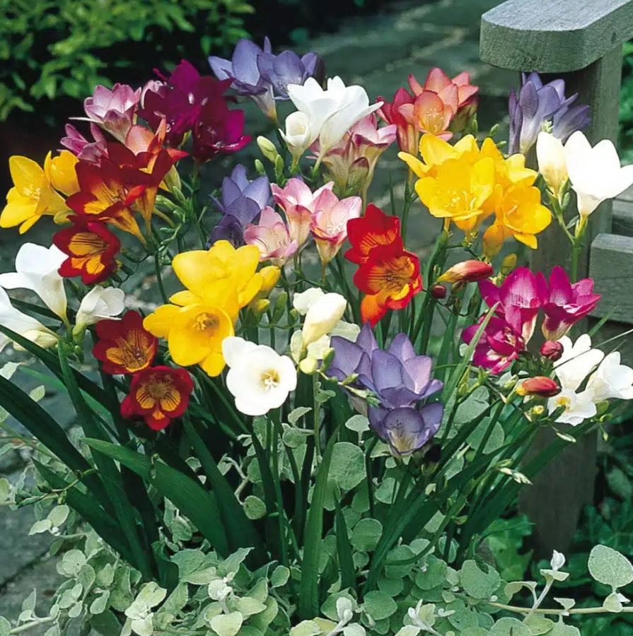 10 Lọai cây thơm trồng trước nhà giúp không gian thêm rực rỡ dịp Tết - Ảnh 9. 10 Lọai cây thơm trồng trước nhà giúp không gian thêm rực rỡ dịp Tết - Ảnh 9.