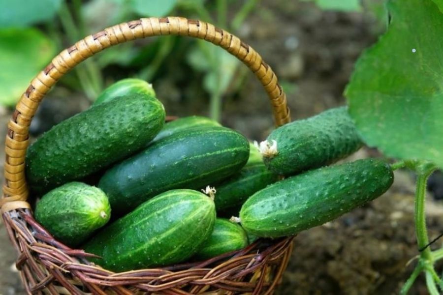 Hành tây: Thực phẩm hạ đường huyết hiệu quả giúp kiểm soát đường huyết tốt nhất - Ảnh 3. Hành tây: Thực phẩm hạ đường huyết hiệu quả giúp kiểm soát đường huyết tốt nhất - Ảnh 3.