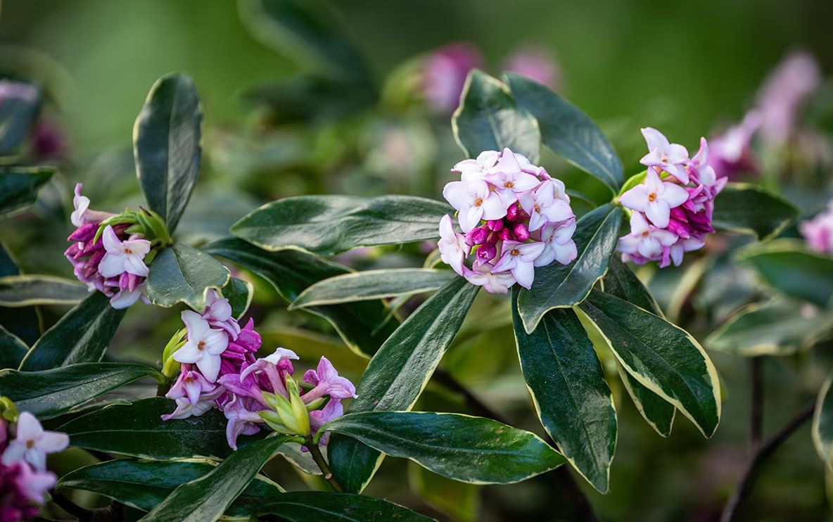 10 Lọai cây thơm trồng trước nhà giúp không gian thêm rực rỡ dịp Tết - Ảnh 3. 10 Lọai cây thơm trồng trước nhà giúp không gian thêm rực rỡ dịp Tết - Ảnh 3.