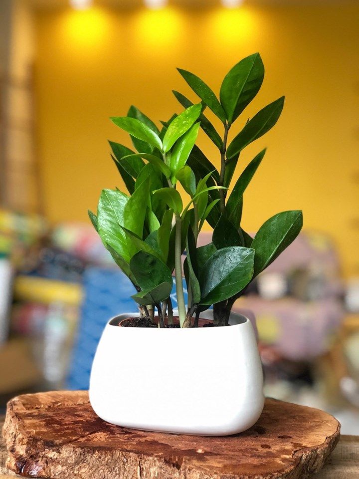 Tặng quà tân gia với Cây xanh phong thủy mang ý nghĩa biểu tượng cát tường - Ảnh 2.