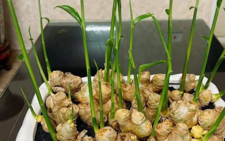 3 Lọai cây trà xanh giúp hút sinh khí , tài lộc vào nhà năm 2026 - Ảnh 1.