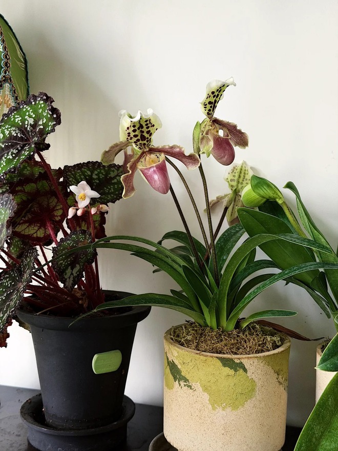 Mang rừng về phố với ban công xanh: Chàng trai 9x và bí kíp tạo góc chill triệu like - Ảnh 9. Mang rừng về phố với ban công xanh: Chàng trai 9x và bí kíp tạo góc chill triệu like - Ảnh 9.