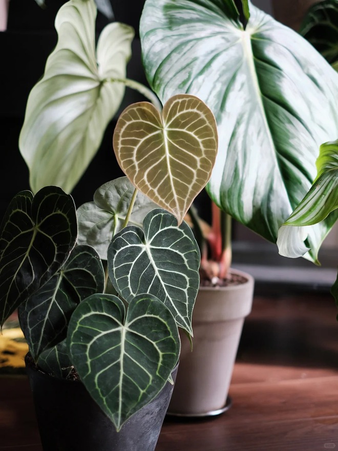 Mang rừng về phố với ban công xanh: Chàng trai 9x và bí kíp tạo góc chill triệu like - Ảnh 13. Mang rừng về phố với ban công xanh: Chàng trai 9x và bí kíp tạo góc chill triệu like - Ảnh 13.