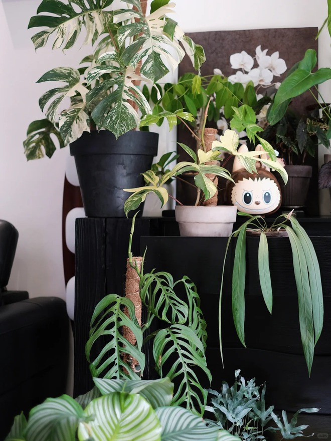 Mang rừng về phố với ban công xanh: Chàng trai 9x và bí kíp tạo góc chill triệu like - Ảnh 12. Mang rừng về phố với ban công xanh: Chàng trai 9x và bí kíp tạo góc chill triệu like - Ảnh 12.