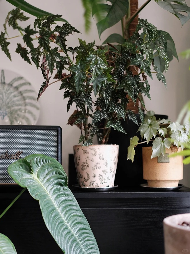 Mang rừng về phố với ban công xanh: Chàng trai 9x và bí kíp tạo góc chill triệu like - Ảnh 7. Mang rừng về phố với ban công xanh: Chàng trai 9x và bí kíp tạo góc chill triệu like - Ảnh 7.