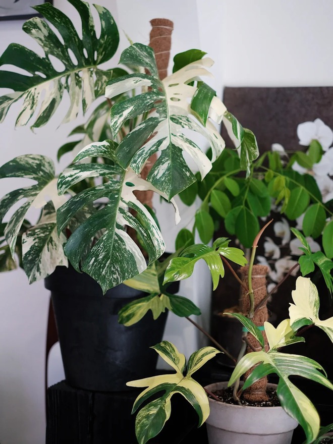 Mang rừng về phố với ban công xanh: Chàng trai 9x và bí kíp tạo góc chill triệu like - Ảnh 11. Mang rừng về phố với ban công xanh: Chàng trai 9x và bí kíp tạo góc chill triệu like - Ảnh 11.