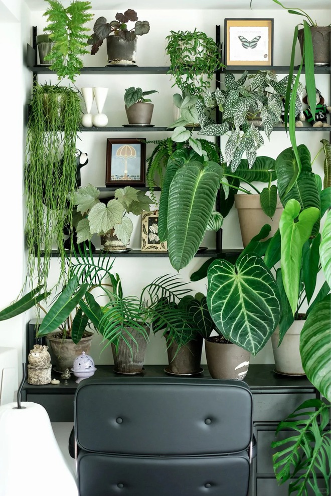 Mang rừng về phố với ban công xanh: Chàng trai 9x và bí kíp tạo góc chill triệu like - Ảnh 5. Mang rừng về phố với ban công xanh: Chàng trai 9x và bí kíp tạo góc chill triệu like - Ảnh 5.