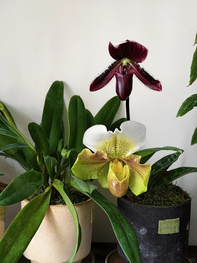 Mang rừng về phố với ban công xanh: Chàng trai 9x và bí kíp tạo góc chill triệu like - Ảnh 8. Mang rừng về phố với ban công xanh: Chàng trai 9x và bí kíp tạo góc chill triệu like - Ảnh 8.