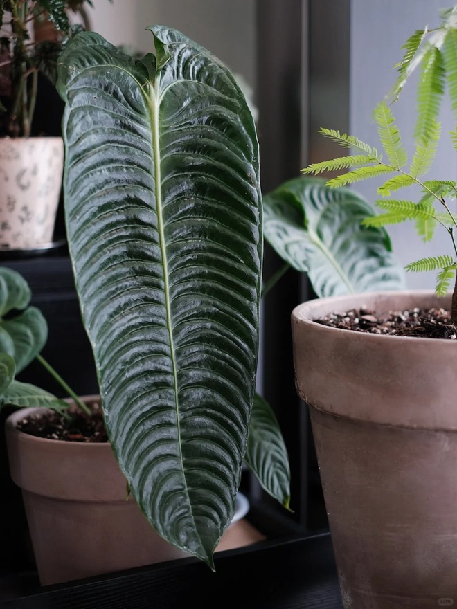 Mang rừng về phố với ban công xanh: Chàng trai 9x và bí kíp tạo góc chill triệu like - Ảnh 16. Mang rừng về phố với ban công xanh: Chàng trai 9x và bí kíp tạo góc chill triệu like - Ảnh 16.