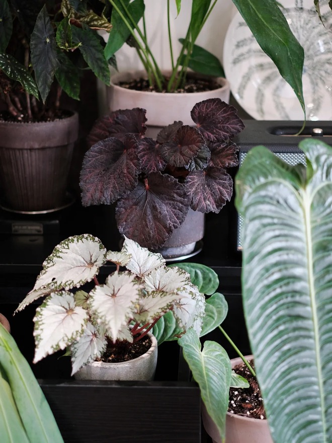 Mang rừng về phố với ban công xanh: Chàng trai 9x và bí kíp tạo góc chill triệu like - Ảnh 14. Mang rừng về phố với ban công xanh: Chàng trai 9x và bí kíp tạo góc chill triệu like - Ảnh 14.