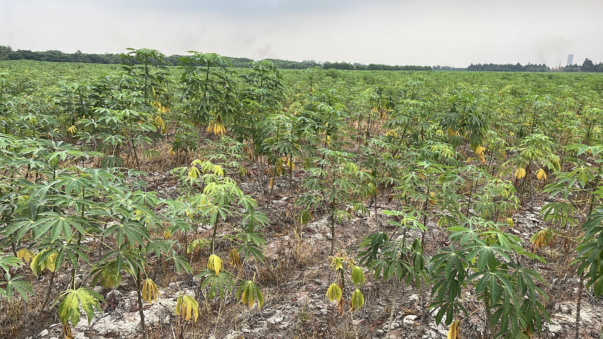 Cận cảnh khu đất Đồng Nai khởi điểm hơn 5 . 000 Tỉ Đồng cho dự án đô thị sinh thái - Ảnh 9. Cận cảnh khu đất Đồng Nai khởi điểm hơn 5 . 000 Tỉ Đồng cho dự án đô thị sinh thái - Ảnh 9.