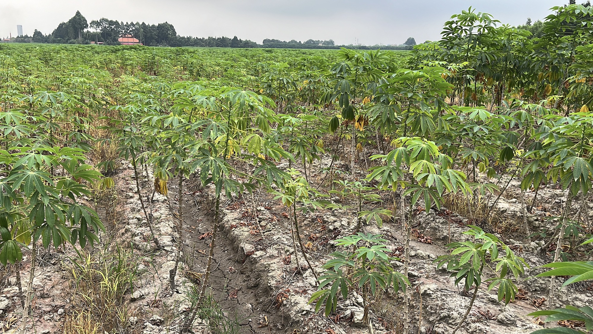 Cận cảnh khu đất Đồng Nai khởi điểm hơn 5 . 000 Tỉ Đồng cho dự án đô thị sinh thái - Ảnh 10. Cận cảnh khu đất Đồng Nai khởi điểm hơn 5 . 000 Tỉ Đồng cho dự án đô thị sinh thái - Ảnh 10.