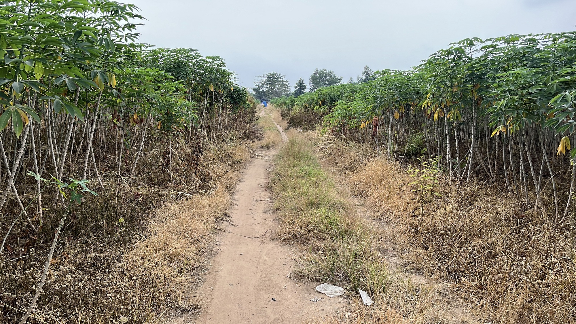 Cận cảnh khu đất Đồng Nai khởi điểm hơn 5 . 000 Tỉ Đồng cho dự án đô thị sinh thái - Ảnh 11. Cận cảnh khu đất Đồng Nai khởi điểm hơn 5 . 000 Tỉ Đồng cho dự án đô thị sinh thái - Ảnh 11.