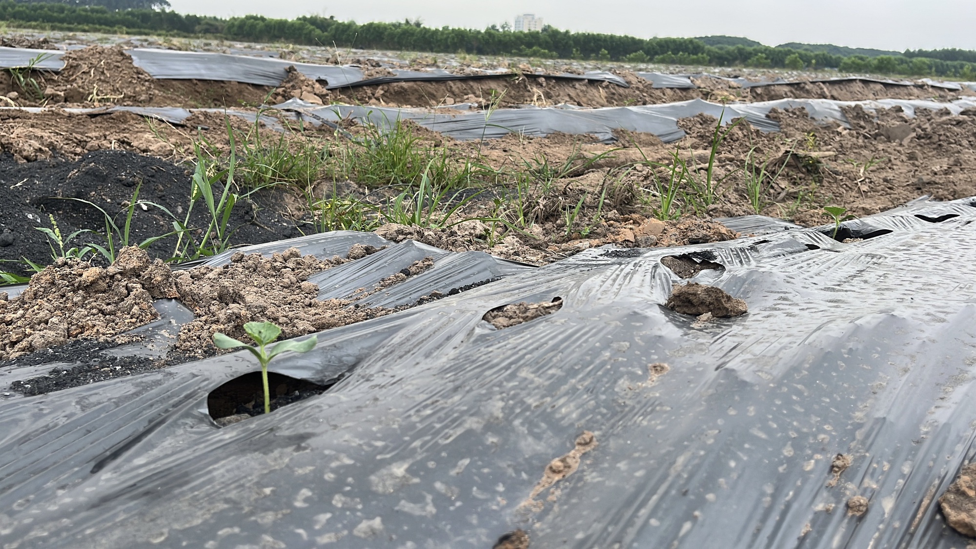 Cận cảnh khu đất Đồng Nai khởi điểm hơn 5 . 000 Tỉ Đồng cho dự án đô thị sinh thái - Ảnh 5. Cận cảnh khu đất Đồng Nai khởi điểm hơn 5 . 000 Tỉ Đồng cho dự án đô thị sinh thái - Ảnh 5.