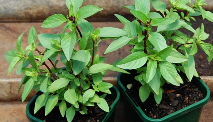 5 Lọai cây đuổi muỗi dễ trồng giúp lọc không khí trong nhà hiệu quả - Ảnh 1. 5 Lọai cây đuổi muỗi dễ trồng giúp lọc không khí trong nhà hiệu quả - Ảnh 1.